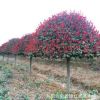 湖南精品红叶石楠树（蘑菇形状）直径8-10公分柏加红叶石楠树