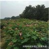 园林绿化常用苗 基地直销1米-2米高木芙蓉 芙蓉花价格