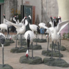 厂家直销仿真玻璃钢仙鹤雕塑 户外园林水景装饰动物造型摆件