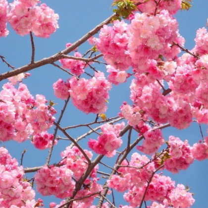 樱花 鄢陵民园园林樱花