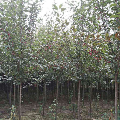 工程绿化苗木3-7CM海棠 基地直销 成活率高