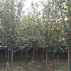 工程绿化苗木3-7CM海棠 基地直销 成活率高