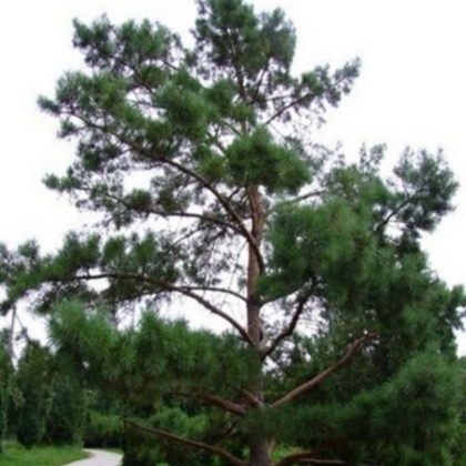 常青树 樟子松 1米到4.5米