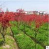 批发日本红枫 红火焰绿化工程 庭院种植观叶花卉彩叶苗木量大从优