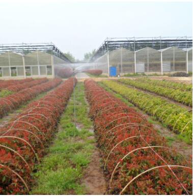 供应红叶小檗苗 红叶小檗规格齐全 绿化工程色块灌木量大从优