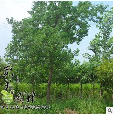 供应园林绿化行道树乌桕 规格齐全 价廉物美图3