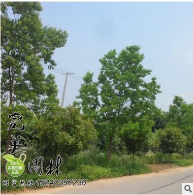 供应园林绿化行道树乌桕 规格齐全 价廉物美图2