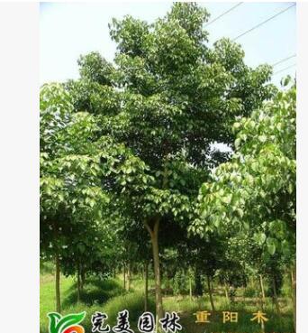 供应园林绿化重阳木图2