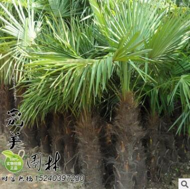 供应公园 道路绿化1-5高米棕榈 规格齐全图2