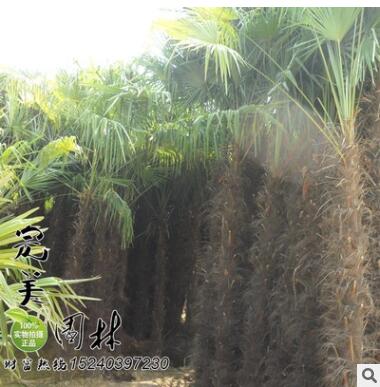 供应公园 道路绿化1-5高米棕榈 规格齐全图3