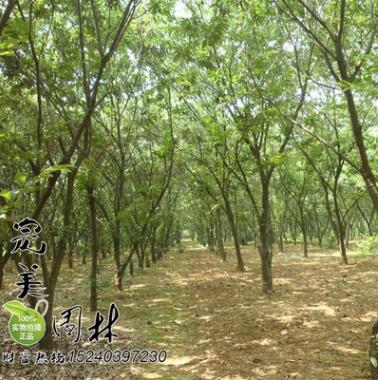 供应园林绿化板栗树图2