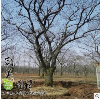 供应园林绿化板栗树图3