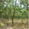 供应园林绿化板栗树
