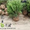 销售园林绿化小叶黄杨球