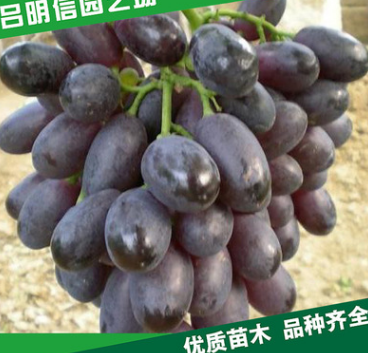 【明信园艺】大量批发巨峰葡萄苗 等多种品种葡萄苗