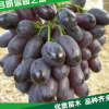 【明信园艺】大量批发巨峰葡萄苗 等多种品种葡萄苗