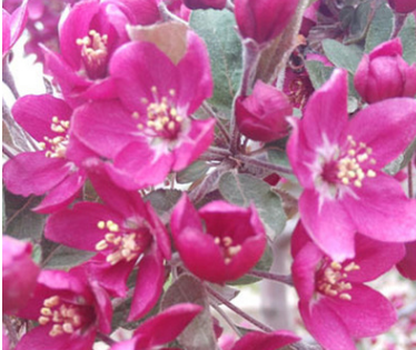 【明信园艺】供应红叶李，红叶碧桃分枝树20万株~