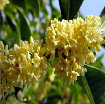 批发供应 桂花树苗 桂花苗 桂花树 八月金桂绿化苗木 基地直销