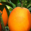 纽荷尔脐橙苗（赣南脐橙）——湖南衡阳供应脐橙果树苗品种