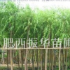 重阳木