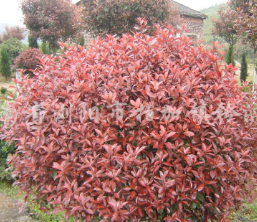 红叶石楠
