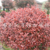 红叶石楠