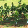 厂家直销让利顾客园林果树树苗