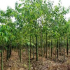 厂家直销园林果树树苗