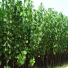 厂家直销让利园林果树树苗