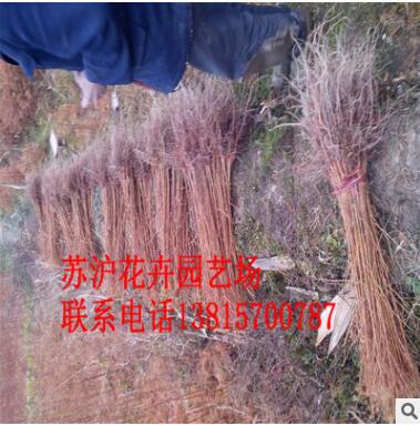 工程绿化 落羽杉 水杉 池杉 规格齐全 道路绿化图3
