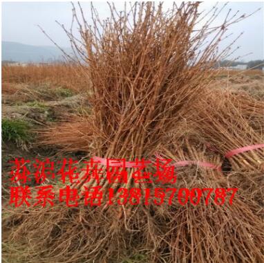 工程绿化 落羽杉 水杉 池杉 规格齐全 道路绿化图2