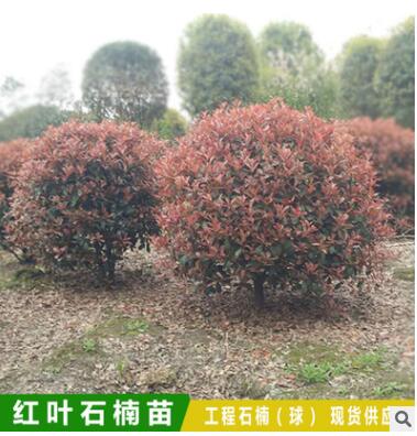 红叶石楠 红叶石楠球 绿化工程 庭院绿篱植物 基地直销图2