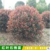 红叶石楠 红叶石楠球 绿化工程 庭院绿篱植物 基地直销