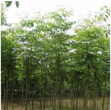 基地直销黄山栾树大树苗北栾树小苗园林绿化工程行道树苗庭院植物