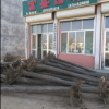 榆树