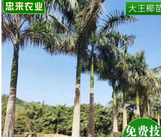 广西大王椰苗基地批发 海南风情景观树棕榈植物苗圃直发大王椰苗