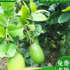 台湾四季香水无籽柠苗 香水柠檬苗矮化嫁接四季挂果无籽柠檬苗