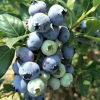 大量出售 蓝丰蓝莓 易成活 南北方种植 营养钵发货 兔眼蓝挂果多