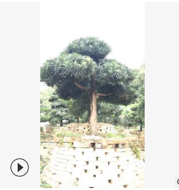 编号68中国罗汉松基地直销 中型四季常青庭院绿化园林造型盆景树
