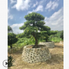 园林植物罗汉松现货批发 室内大盆栽造型树 乔木树苗广州产地