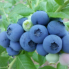 供应 3-6年蓝莓树 艺朝阳苗木