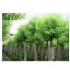 20公分移栽截杆香樟