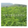 批发零售 刺槐苗