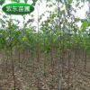 长期供应 优质白桦树 工程绿化丛生白桦