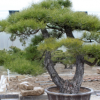 山东泰安黑松盆景 可庭院造型松盆栽树形美观松树盆景