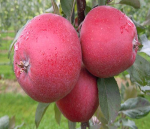 自产自销苹果树苗 红色之爱果树苗 金帅 红星苹果苗 地栽苗