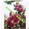 紫花槐与香花槐的区别红花洋槐于紫花洋槐的区别香花槐价格