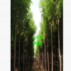 山东20公分香花槐价格