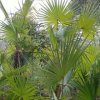 棕榈 棕树 棕榈树苗 庭院绿化树苗 大小规格齐全
