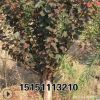 2-12公分美人梅 红梅榆叶梅 珍珠梅绿梅工程绿化树
